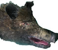 boar